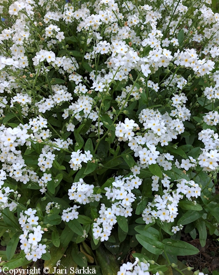 Myosotis sylvatica 'Victoria White', puistolemmikki
